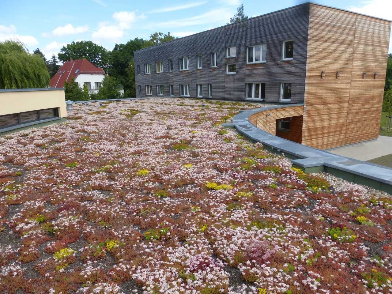 Gründach in Jugendwaldheim Ernsee